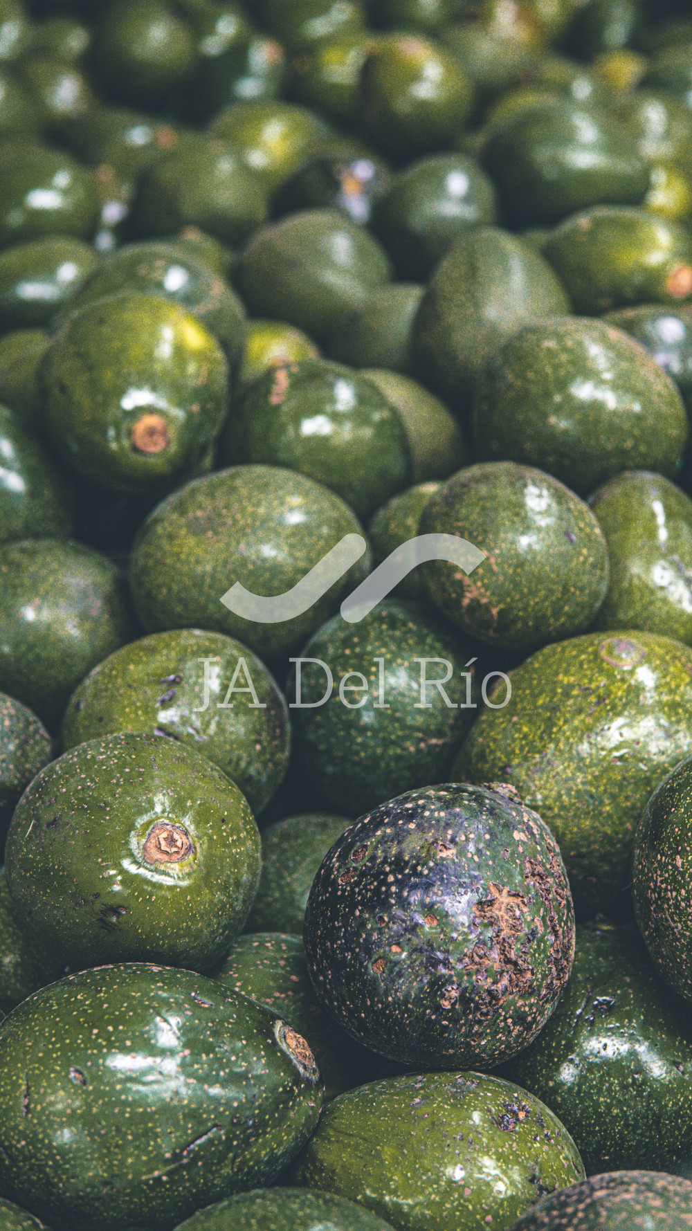 Nuevas obligaciones para la exportación de aguacate: Certificado Laboral para la Agroexportación (CLA)